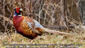 Фазан — описание