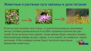 Жизнь Луга презентация по окружающему миру 4 класс