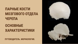 Парные кости мозгового отдела черепа. Основные характеристики
