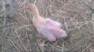 Болезни утят — симптомы и лечение