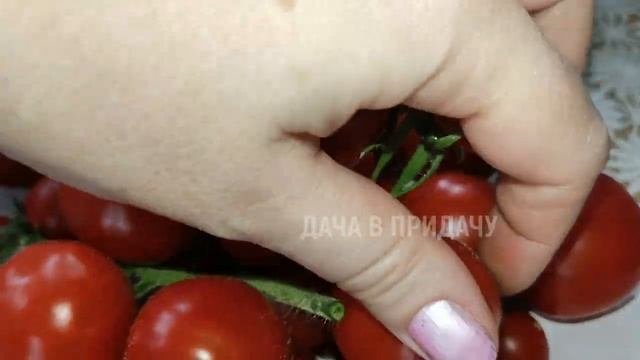 Обзор Огорода на Балконе 2022, Часть3. Богатый Урожай Помидор в Городской Квартире.
