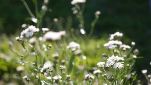 тысячилистник