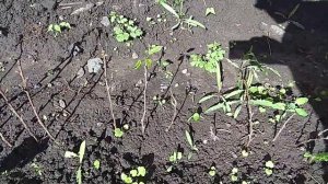 Павловния. Как размножать черенками.