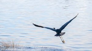 Sony 200-600mm F5.6-6.3 G OSS - Full in Depth Review