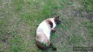 а у нас есть 🐈 кот, тайский котик