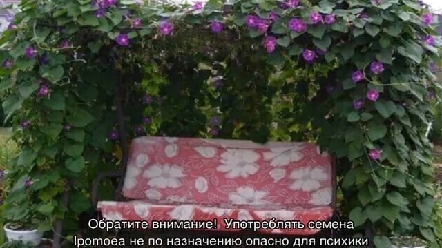 Ипомея — посадка и уход в открытом грунте