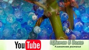 Гидрогель для комнатных растений – волшебная почва будущего???