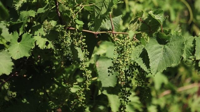 Эффективные способы защиты винограда от милдью смотреть онлайн