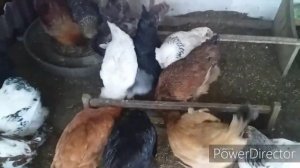 Почему Куры не Несутся?!/Какая Норма корма в День для Кур Несушек?/От Чего Зависит Яйценоскость Кур