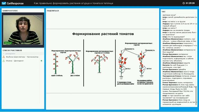 Формирование растений томата в теплице