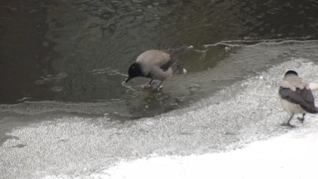 Вороны клюют вмёрзшие в лёд крошки