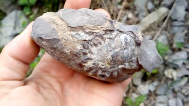 Уч - Кошские окаменелости.