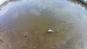 Ловля леща на Ахтубе | Капустин Яр