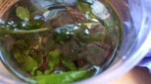 Как посадить растения в аквариум