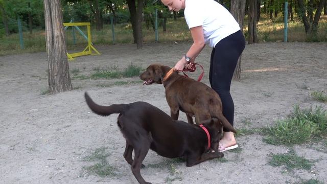 Как мы знакомили Мелиссу и Мартина. Шоколадные Лабрадоры. смотреть онлайн