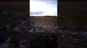 Мотобуксировщик МУЖИК МИНИ 1250 мм,  первые покатушки часть 1