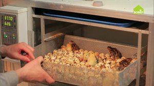 Разводим ПЕРЕПЕЛОВ. Как заложить перепелиные яйца в инкубатор. Птицеводство. Советы фермера