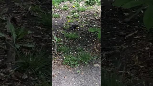 Что за птица? Дрозд? смотреть онлайн