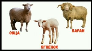 1 класс.  Урок естествознание. Какие бывают животные.