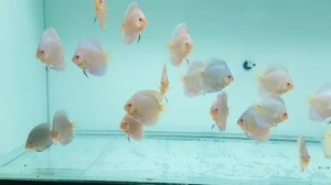 Дискусы Евгения Величко