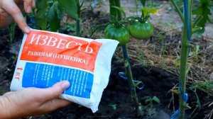 ЭФФЕКТИВНАЯ КАЛЬЦИЕВАЯ ПОДКОРМКА! ОТ ВЕРШИННОЙ ГНИЛИ + РАСКИСЛЕНИЕ ПОЧВЫ!
