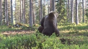 Схватка! Медведь против Медведя