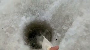 Открываю секрет зимней ловли сорошки, плотвы, уклейки, карася. Секрет отличного клёва