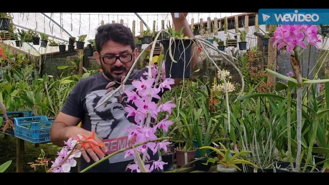 Dicas de Cultivo de Orquídeas 509 смотреть онлайн