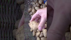 Сорт картофеля Памяти Лорха