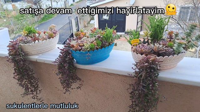 echeveria parva × randrop/aranjmanlardaki son durumlar/trenyol vermikulit siparişim/sukulent смотреть онлайн