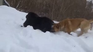 собака лает, караван идет