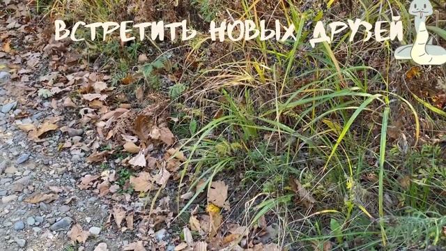 ШОК!!! ХАСКИ ПОЙМАЛИ БОЛЬШУЮ ЗМЕЮ. Собаки поймали змею. Хаски и Маламут смотреть онлайн