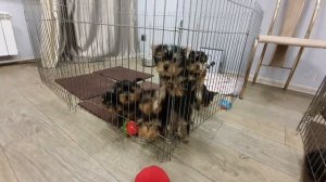 Питомник йорков! Щенки йорка!