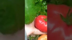 Крупный, вкусный, мясистый томат! Коралловый риф F1