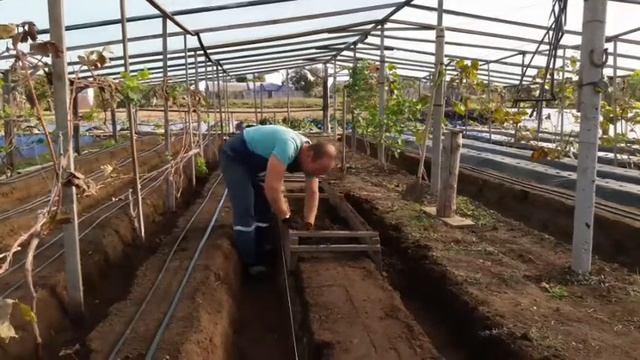 Клубничные грядки в теплице смотреть онлайн