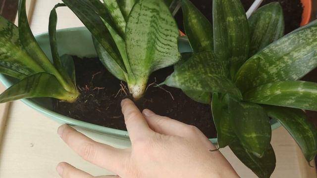 Сансевиерия Hahnii Siebert(Mediopicta)/Описание сорта/Пересадка трех розеток в длинный горшок смотреть онлайн