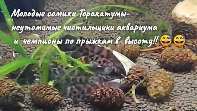 Выращивание мальков икромечущих рыб— о чем следует знать! смотреть онлайн