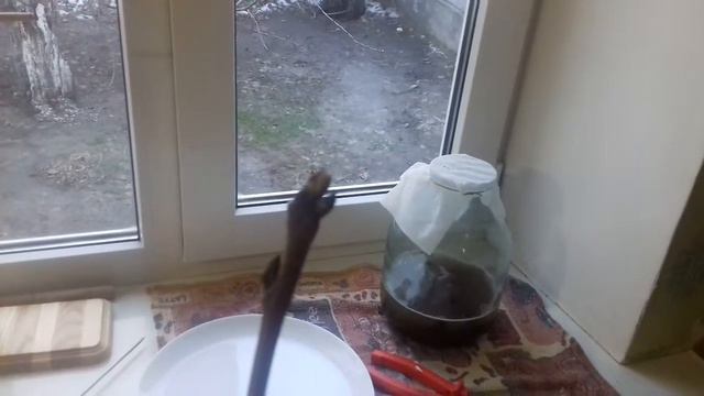Как я парафинировал черенки привоя смотреть онлайн