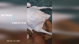 Тест перосъёмной машины! Как разделать гуся, бройлера!
