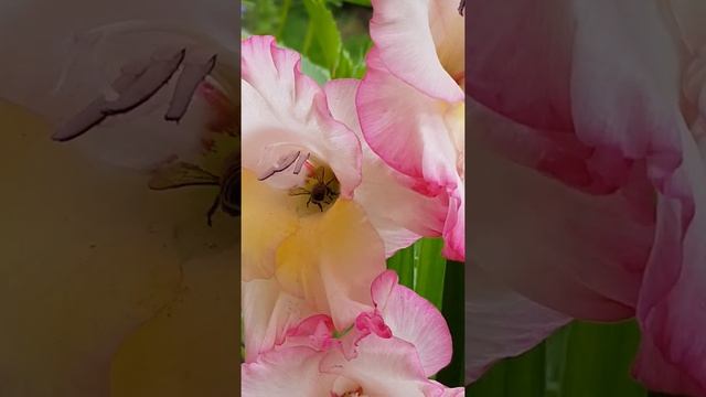 MY GLADIOLUS FLOWER WITH FLYING BEE August 5, 2020