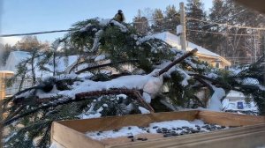 15 января - Всероссийский день зимующих птиц. Video for Cats & of people. Birds.