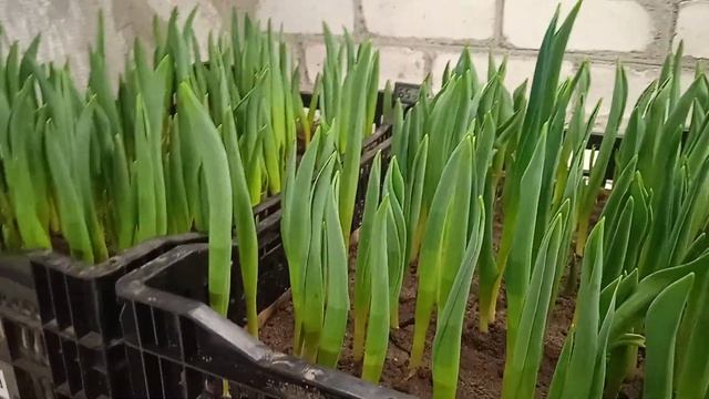 выгонка тюльпанов 2023 года. Спустя две недели. смотреть онлайн