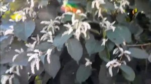 Бамбук сибирский