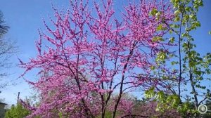 Иудово дерево в центре Полтавской