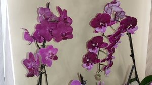 Как сделать так, чтобы орхидея ЦВЕЛА очень долго, мои СОВЕТЫ и СЕКРЕТЫ по УХОДУ