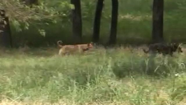 Бездомних собак будуть стерелізувати смотреть онлайн