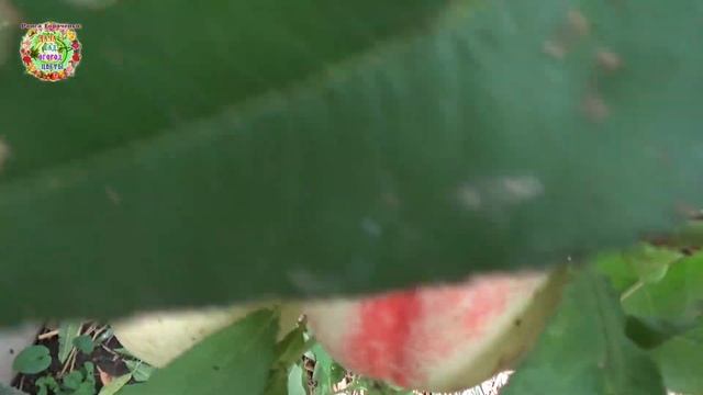 Можно ли выращивать персики в теплице? Новый опыт в нашей практике смотреть онлайн