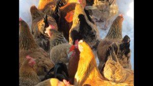 / Часть 1 / Кучинская Юбилейная. Прощание с породой.