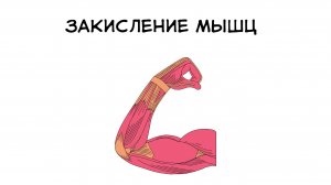 Закисление мышц