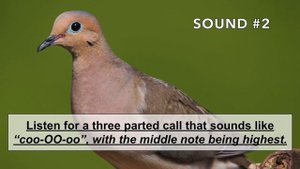 Mourning Dove Calls and Sounds (2024) - The THREE noises these birds make!